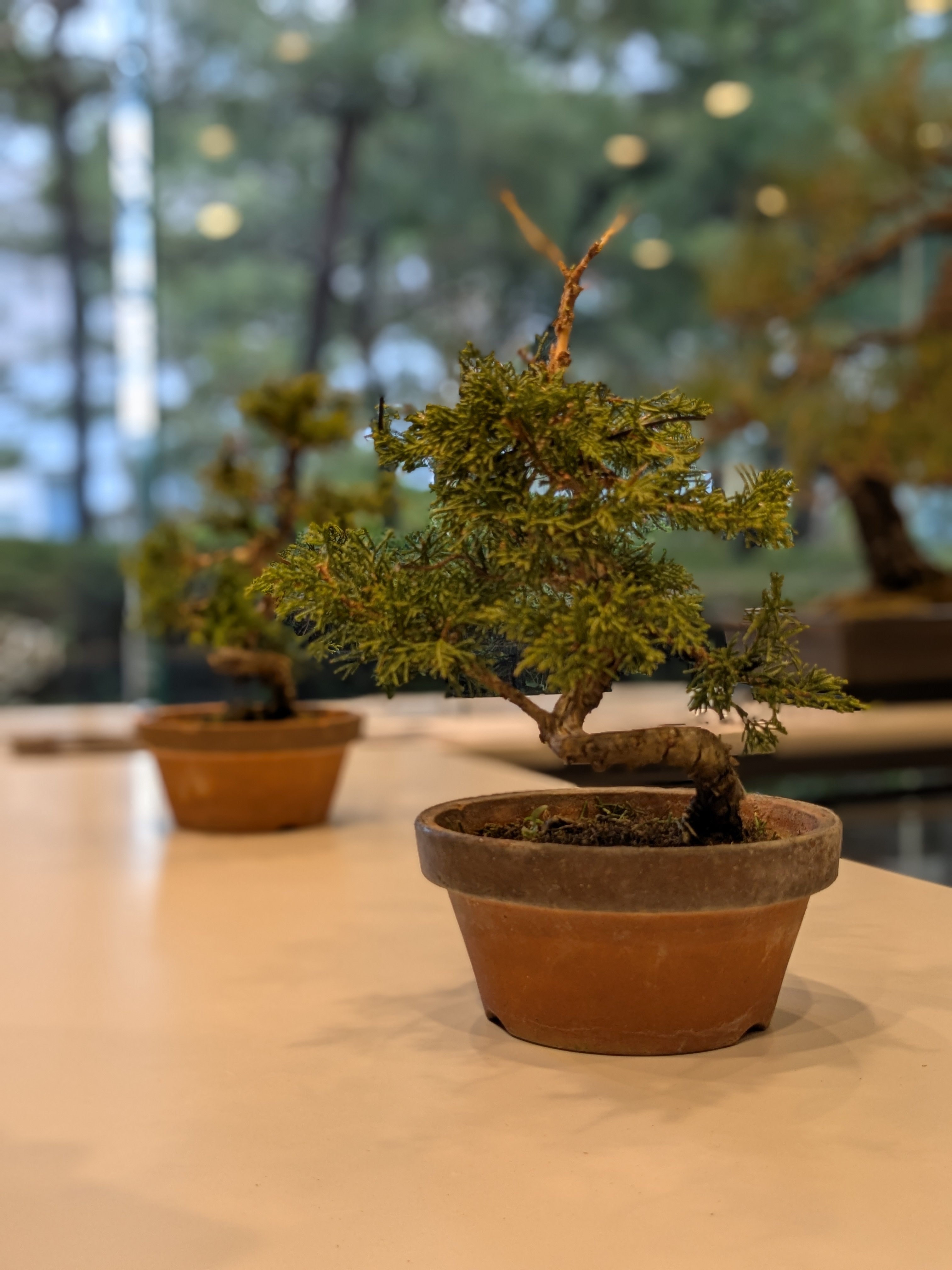 盆栽剪定 体験 !