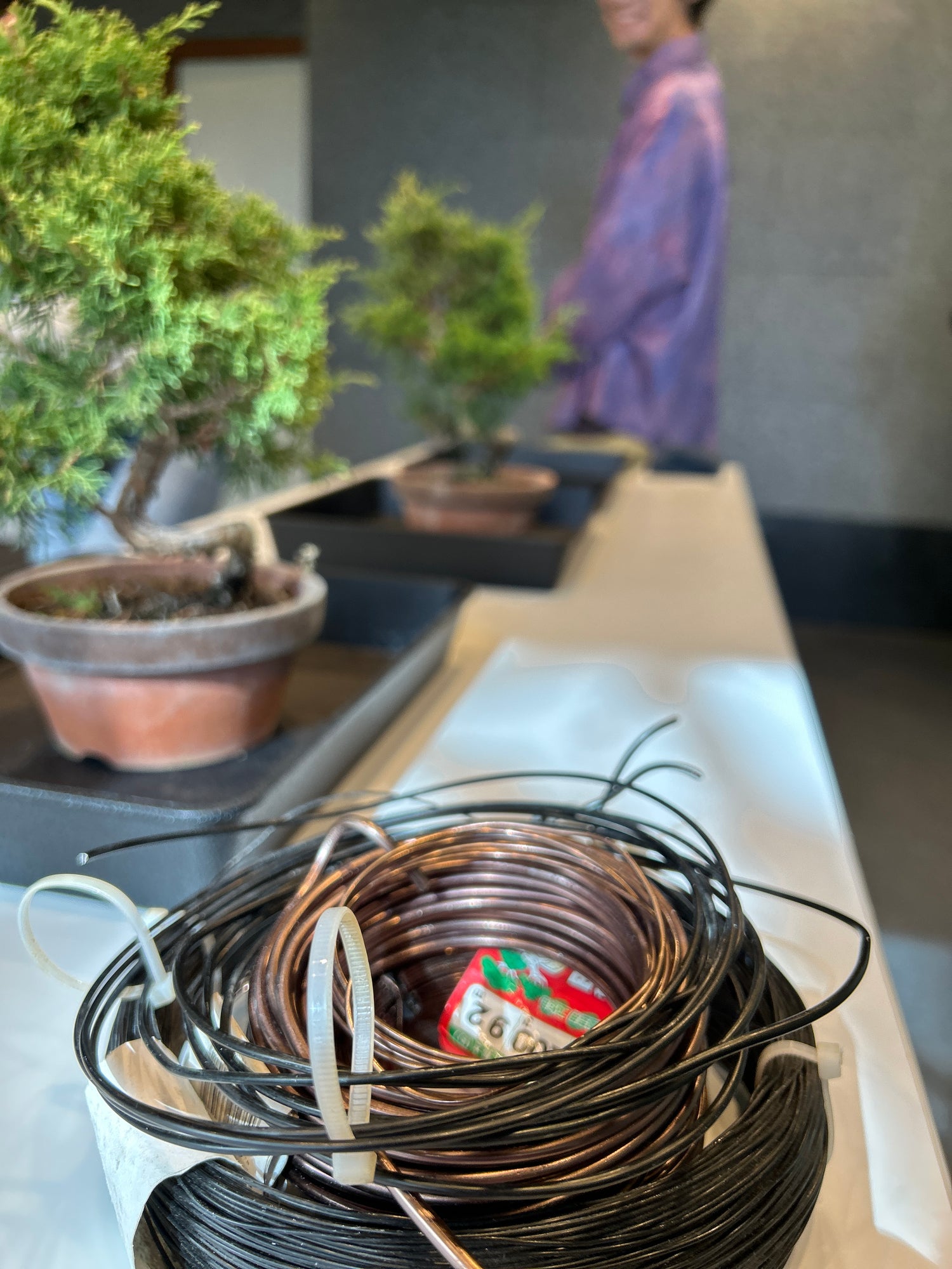 盆栽剪定 体験 ！